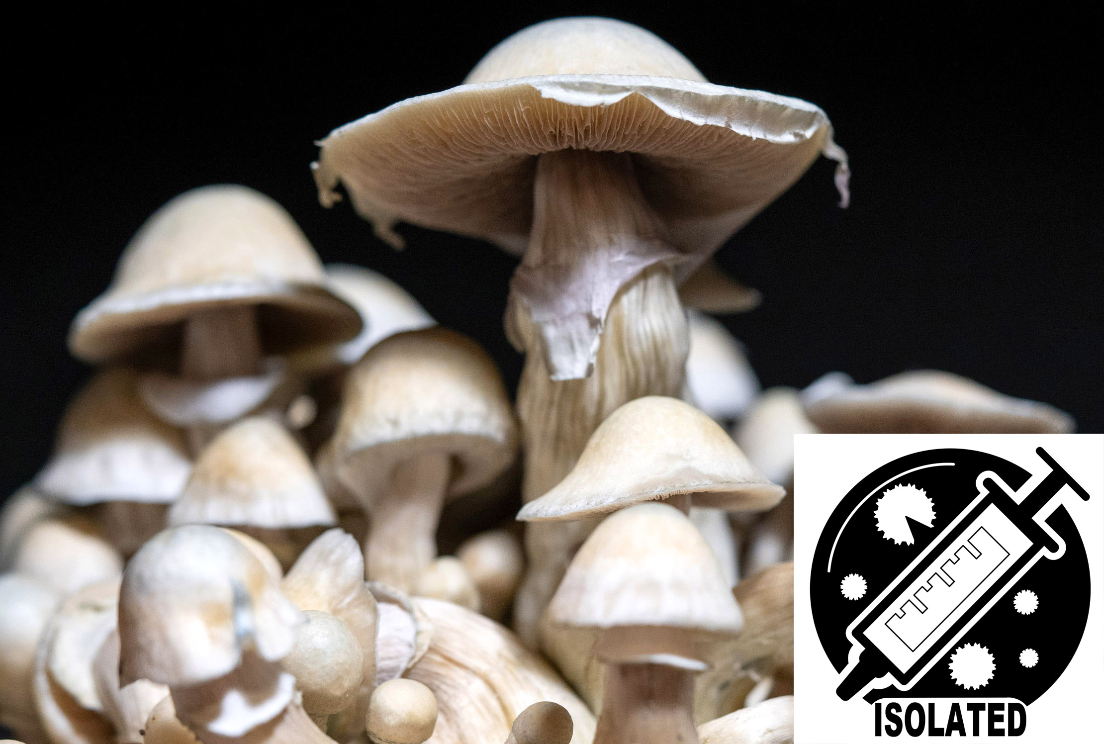 Psilocybe cubensis : African Transkei Spore Isolate Syringe
